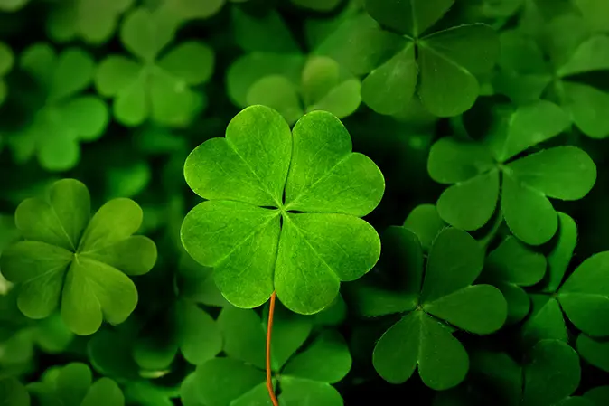 Bunch of four leaf clovers