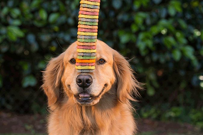 Golden retriever outside balancing a big stack of multi-colored cookies on his nose