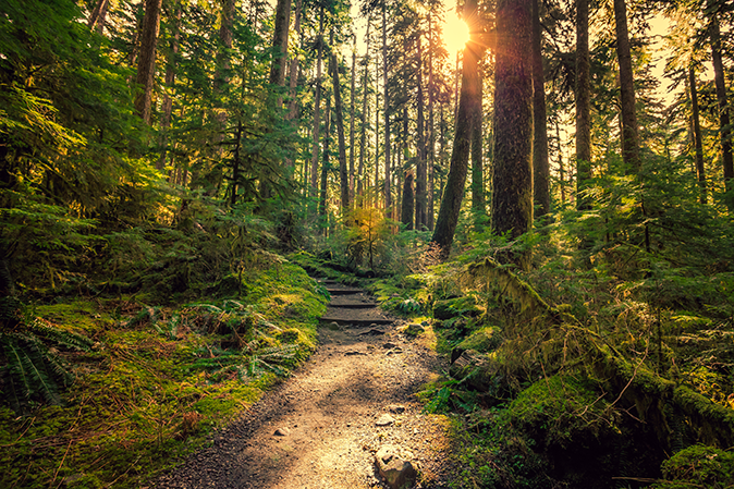 A path through a wooded area at Olympic National Park with the sun shining through the trees
