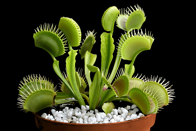 Venus fly trap plant in a pot