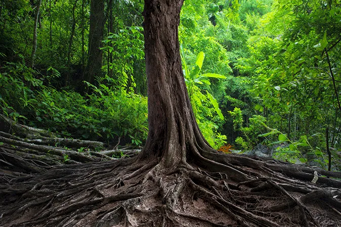 Roots of a tree that in a rain forest