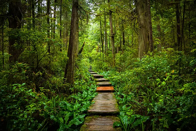 Narrow wooden path winding through the forest