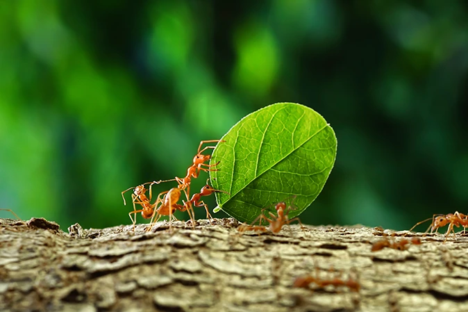 Ants walking on a tree carrying a leaf