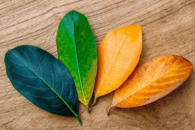 Table with leaves changing color from green to orange with the seasons